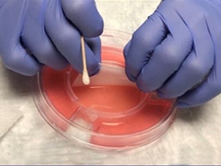 cellular tissue2-1
